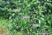 一年水肥管理柑橘種植技術(shù)_柑橘園水肥一體化技術(shù)如何實施