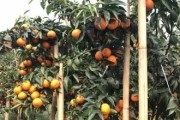 廣西柑橘種植技術(shù)圖片大全_廣西農(nóng)業(yè)種植致富項(xiàng)目 廣西柑橘種植技術(shù)圖片大全_廣西農(nóng)業(yè)種植致富項(xiàng)目