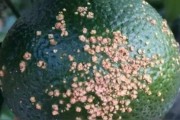 柑橘常見病蟲害6_花期如何管理能提高掛果率