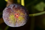 蜜桔樹十年還能結幾年果子（蜜桔樹怎么管理）
