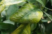 種植柑橘拍攝技術(shù)要點_橘子在手上怎么拍照