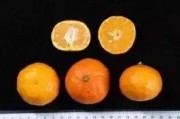 華美1號與2號柑橘比較_華美系列柑橘哪個好