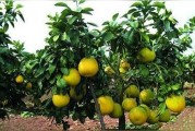 柑橘水平種植技術(shù)要點(diǎn)_大葉早熟柑橘怎么種植