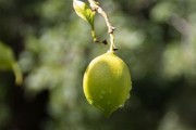 武鳴整箱柑橘新鮮采摘，產(chǎn)地直發(fā)優(yōu)質(zhì)果品禮盒裝