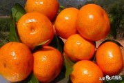 柑橘樹(shù)一年病蟲(chóng)害防治_柑橘幾月份可以打藥