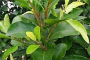 柑橘樹(shù)嫩梢常見(jiàn)病害(柑橘苗期病害)