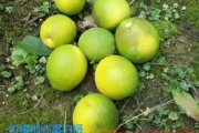 柑橘果園種植管理技術(shù)_冬季果園如何管理