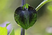 柑橘細(xì)菌病害防治藥(柑橘細(xì)菌病害防治藥有哪些) 柑橘細(xì)菌病害防治藥(柑橘細(xì)菌病害防治藥有哪些)