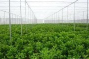 柑橘露天種植技術(shù)_北方盆栽桔子幾月移到室外