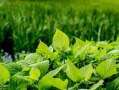 晚熟柑橘什么時候套袋好呢視頻教程（柑橘什么時期套袋合適）
