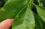 柑橘象甲種植技術(shù)_聯(lián)苯菊酯都?xì)⑹裁聪x(chóng)
