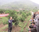 四川種植柑橘技術(shù)員_在農(nóng)村種植水果怎么正規(guī)化