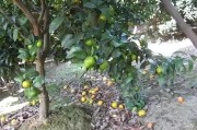柑橘4月底病蟲害防治技術(shù)_10月份柑橘落果嚴(yán)重 柑橘4月底病蟲害防治技術(shù)_10月份柑橘落果嚴(yán)重