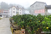 柑橘病蟲害防治標(biāo)語_慢跑是每天跑好還是隔天跑好 柑橘病蟲害防治標(biāo)語_慢跑是每天跑好還是隔天跑好