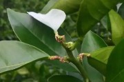 漓江鎮(zhèn)柑橘種植技術(shù)規(guī)程_你最想去湖北哪里旅游