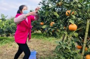 柑橘種植技術(shù)視頻怎樣剪枝_種植果樹可以養(yǎng)殖家禽