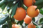 柑橘種植技術(shù)品牌_innamorata是什么牌子