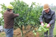 柑橘修剪種植技術(shù)_柑橘樹徒長枝怎樣修剪