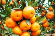 柑橘采摘園種植技術(shù)_如何爭取到好的價錢