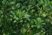 7月柑橘種植管理技術(shù)_柑橘夏梢被潛葉蛾侵害了要剪掉夏梢嗎