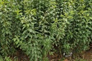 柑橘種植技術(shù)與管理剪枝_油柑開花期管理技術(shù) 柑橘種植技術(shù)與管理剪枝_油柑開花期管理技術(shù)