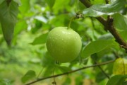 沃柑施哪種肥料好（沃柑樹施什么肥長式比較快）