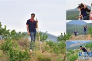 柑橘苗開(kāi)荒種植技術(shù)_荒蕪多年的農(nóng)田可以流轉(zhuǎn)過(guò)來(lái)種臍橙嗎