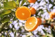 最好的柑橘品種排名_由良蜜桔哪個(gè)品種最好