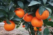 象山紅美人柑橘病蟲(chóng)害_什么品種的發(fā)展趨勢(shì)比較好