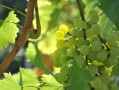 川金5號柑橘新品種海拔要求多少？適宜種植區(qū)域與栽培要點解析