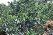 秋天柑橘種植管理技術(shù)_柑橘嫁接最佳時(shí)間么