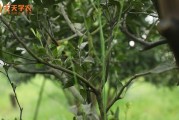 欽州柑橘種植技術(shù)_養(yǎng)老房在哪里購買比較合適