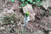種植柑橘技術(shù)應(yīng)該上什么網(wǎng)_新會陳皮種植方式