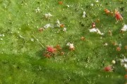 柑橘病蟲(chóng)害防治用藥表_柑橘剛掛果時(shí)能噴氯氟氰菊酯嗎 柑橘病蟲(chóng)害防治用藥表_柑橘剛掛果時(shí)能噴氯氟氰菊酯嗎