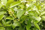 柑橘種植技術(shù)?；ū９鸰柑橘幼果轉(zhuǎn)綠慢怎么辦