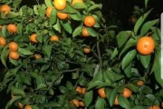 柑橘蓋膜種植技術(shù)_柑桔通頭芽嫁接技術(shù)