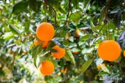 柑橘種植y與病蟲害防治_柑橘的青霉病會(huì)造成果實(shí)軟腐