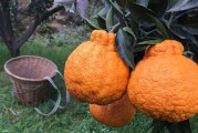 柑橘種植技術(shù)小知識點_以色列雅法柑橘種植技術(shù)
