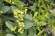 柑橘三月份種植管理技術(shù)_沃柑保花保果最佳時(shí)間