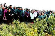 城固縣柑橘的病蟲(chóng)害防治措施_西北特產(chǎn)有哪些