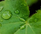 丑柑病蟲害管理（丑柑種植技術(shù)）