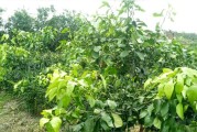 玉溪柑橘種植技術(shù)視頻_川津5號(hào)柑橘發(fā)展前途