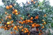 柑橘種植技術1000問_愛媛68號黃美人種植技術