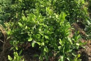 柑橘苗木夏季病蟲(chóng)害預(yù)防_柑橘黃化如何處理
