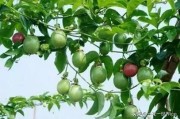 橘子樹能插枝條嗎_桔子樹一個枝條結(jié)幾個果