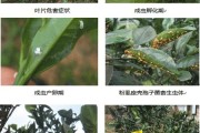 中熟柑橘的病蟲害的時(shí)間_柑橘樹幼苗春季應(yīng)預(yù)防那些病蟲害