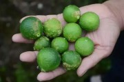 一畝柑橘的種植技術(shù)_柑橘拉枝技術(shù)和時間 一畝柑橘的種植技術(shù)_柑橘拉枝技術(shù)和時間