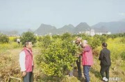 柑橘苗病蟲害圖片大全_剛栽柑橘幼苗落葉怎么解決呢