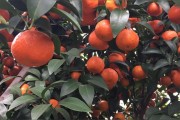柑橘種植技術(shù)及銷售_橘子在北緯32度可以種嗎 柑橘種植技術(shù)及銷售_橘子在北緯32度可以種嗎