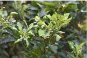 幼果期柑橘種植技術(shù)_柑橘幼果期能使用毒死蜱嗎 幼果期柑橘種植技術(shù)_柑橘幼果期能使用毒死蜱嗎